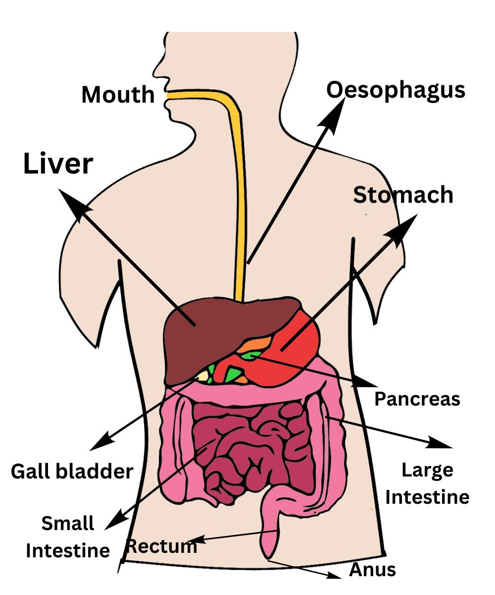 digestive system